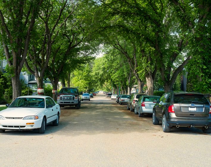 elm-lined street with cars parked outside