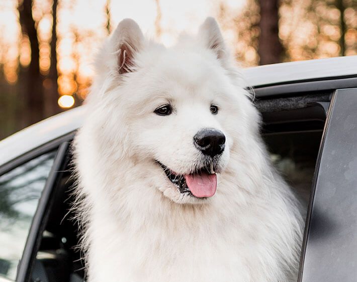 white dog sticking its head out the window