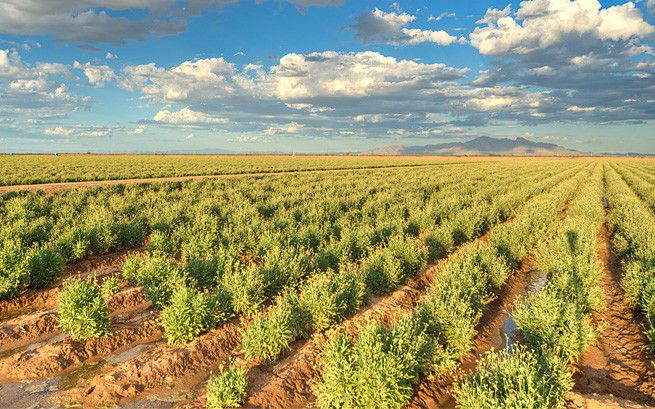 Guayule Image