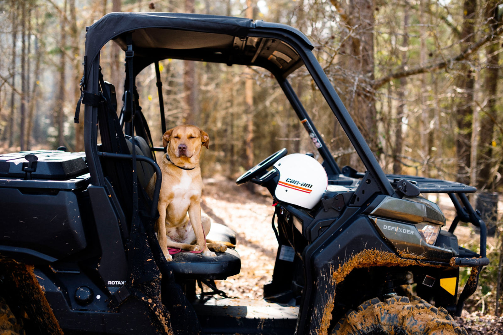 Un véhicule pleins de boue avec un chien