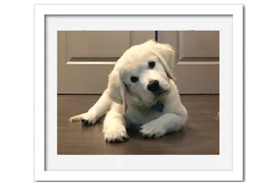 Canon Frame Lab - Custom Premium Framed Prints