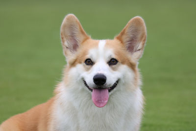 dog looking at camera