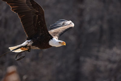 Eagle in Flight