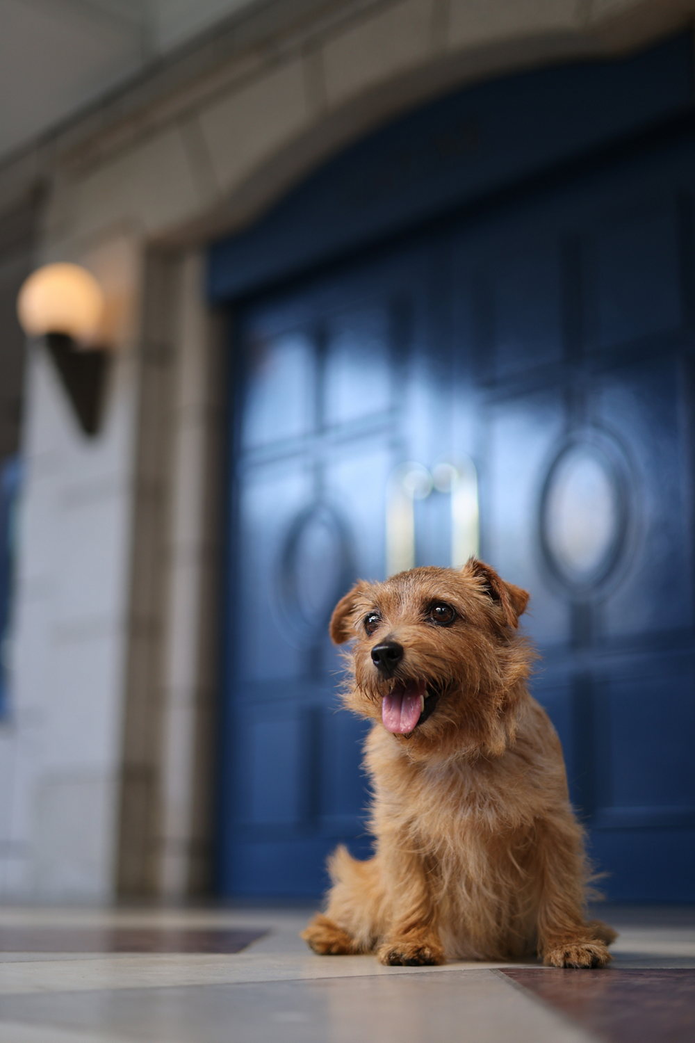 vertical portrait of a dog