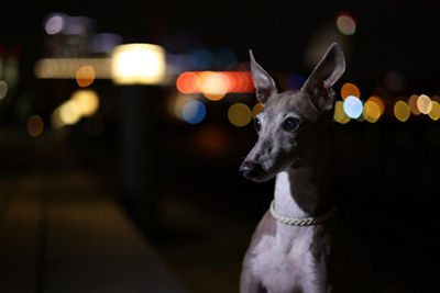 portrait of a dog at night