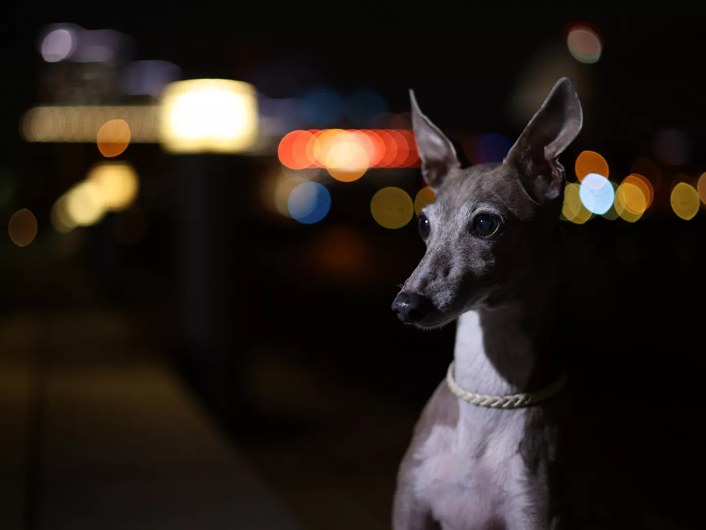 portrait of a dog at night