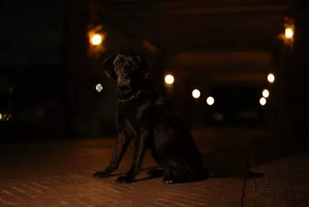 Chien en basse lumière