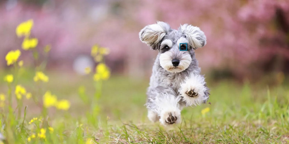 Un chien gris et blanc aux oreilles tombantes