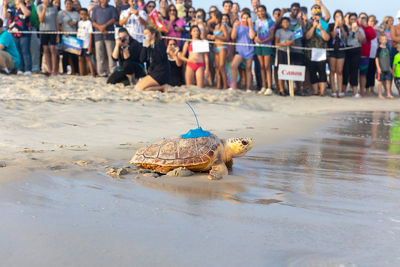 Turtle on Beach Crawling Towards Ocean