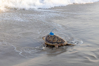 Amber, a rehabilitated loggerhead sea turtle equipped with an eco-friendly satellite tracker, returns to the Atlantic Ocean.