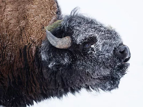 buffalo covered in snow