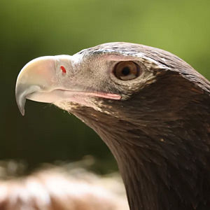 Close-Up to a Hawk's Face