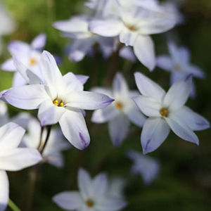 Fleurs blanches
