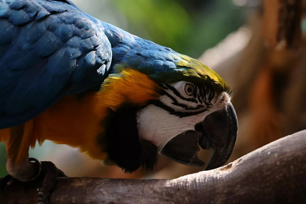 Photo d’oiseau