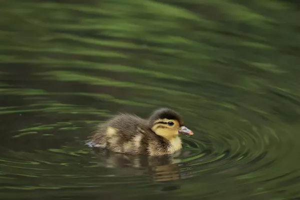 Duckling in water