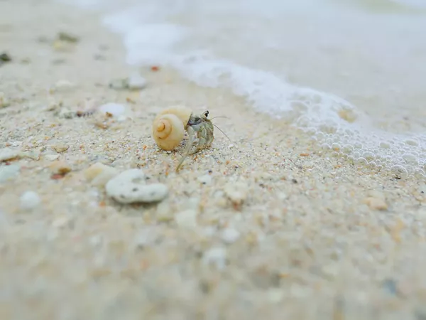 Bernard-l’ermite sur une plage de sable
