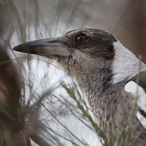 Close-Up to a Bird's Face