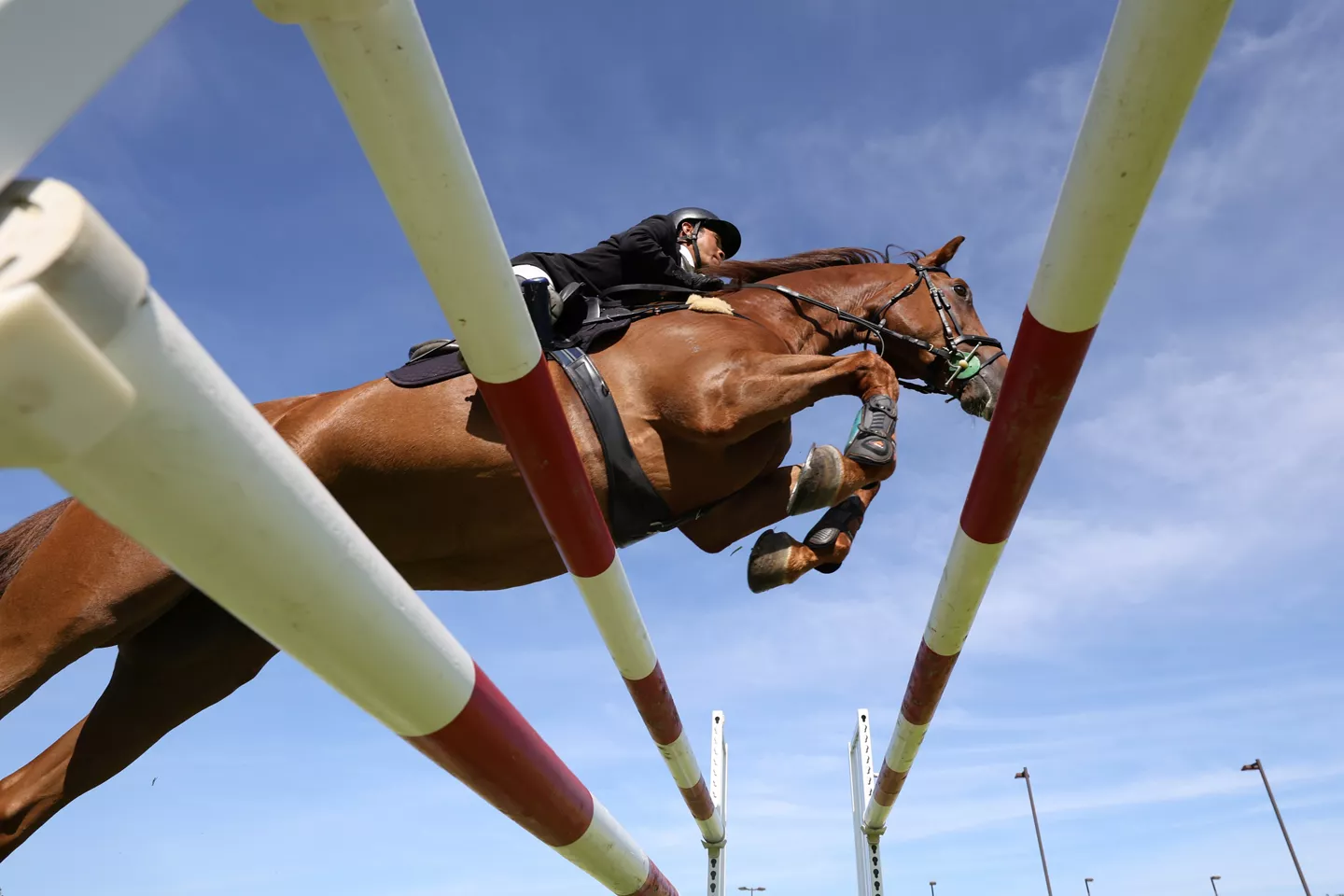 Jockey Riding a Horse and Jumping Obsticles