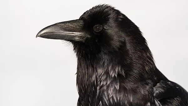 close up of a crow