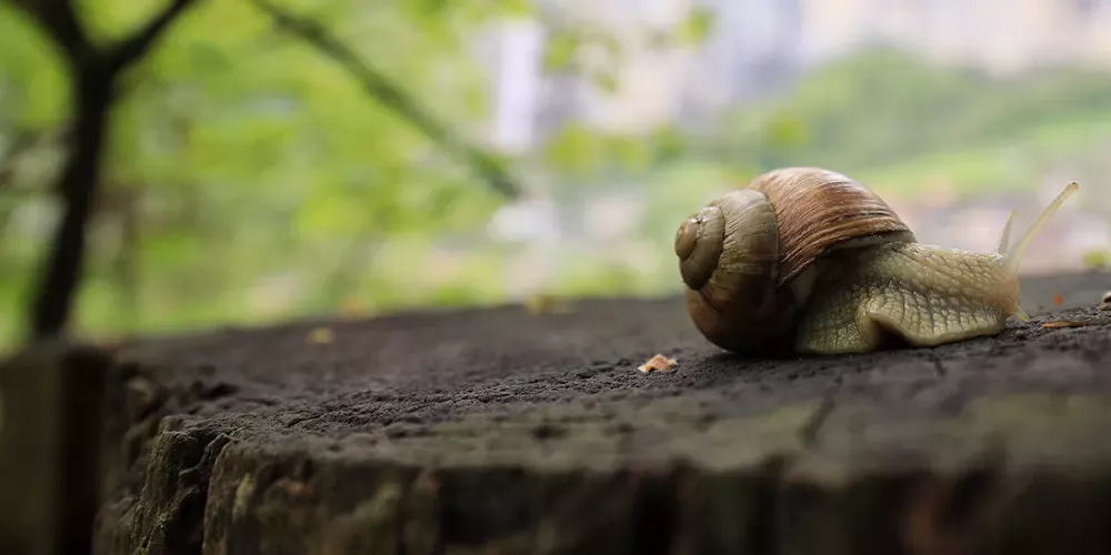 Gros plan sur l’escargot