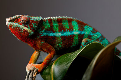 Chameleon on a Leaf 
