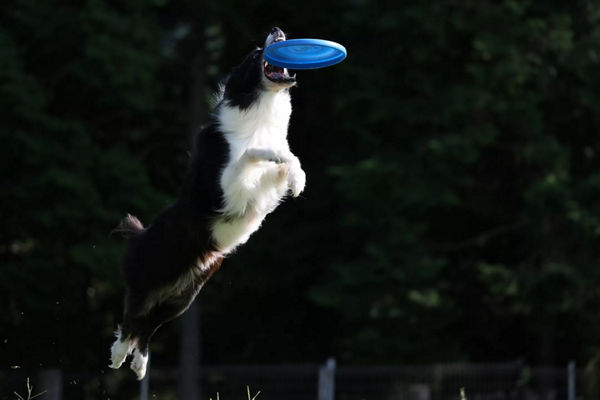 Chien attrapant le frisbee dans les airs