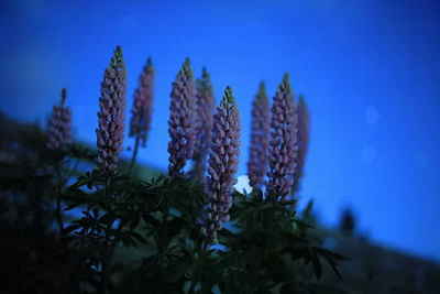  Gros plan de fleurs de lupin pourpre.