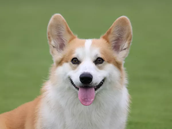 dog looking at camera 