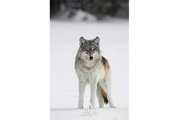 wolf in the snow