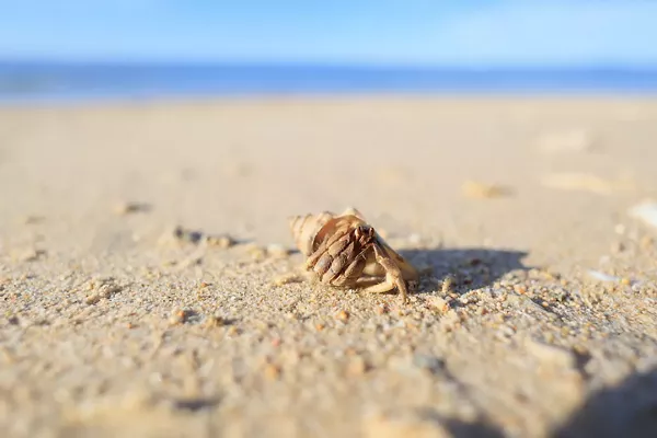 Crabe sur une plage de sable