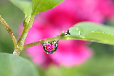 closeup of a water drop on a leaf