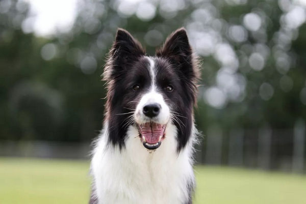 Chien noir et blanc souriant