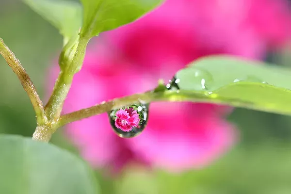 Fleur en goutte d’eau