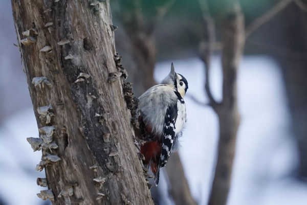 Oiseau perché sur un arbre