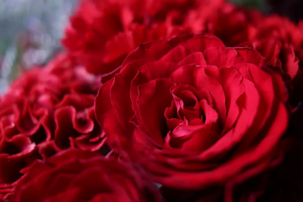 RF24-105mm F2.8 L IS USM Z - Roses en cours de zoom avant