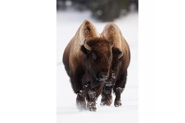 2 buffalo in snow