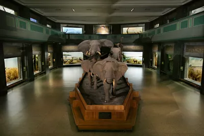 Akeley Hall of African Mammals