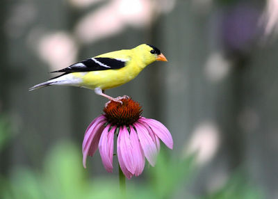 American Goldfich on Flower