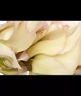 BARBARA BORDNICK Image