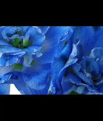 BARBARA BORDNICK Image