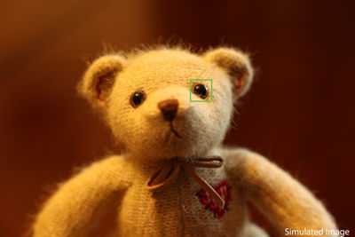 Teddy Bear after Canon precision alignment
