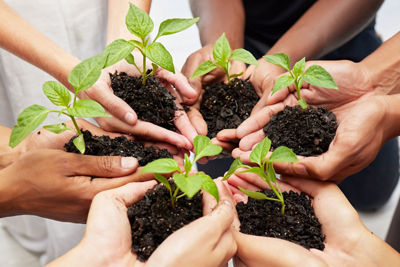 hands planting plants