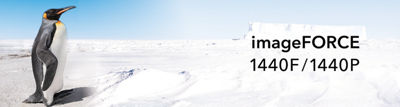 Penguin in a Snow Field