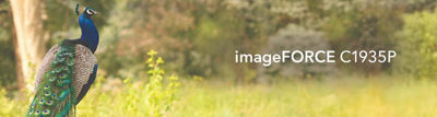 imageFROCE C1935P series