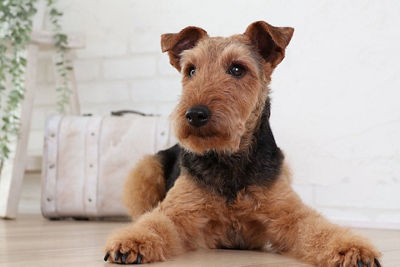 EF 100MM F/2.8L MACRO IS USM