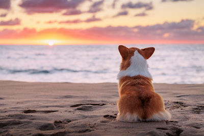 EF 70-200MM F2.8L III IS USM