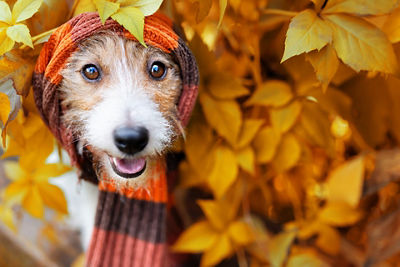 EF 70-200MM F4L II IS USM