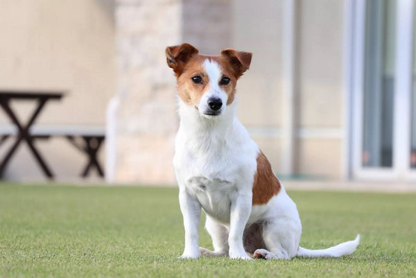 Chien sitting, souriant