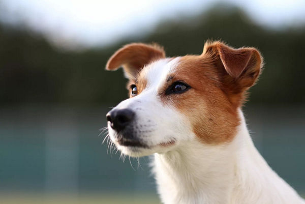 Zoomez sur le visage du chien