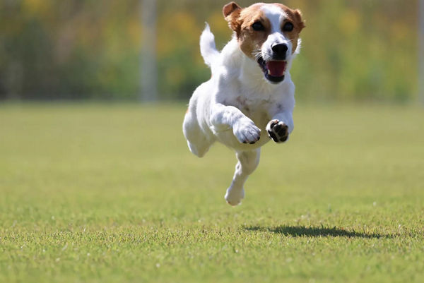Chien qui court très vite